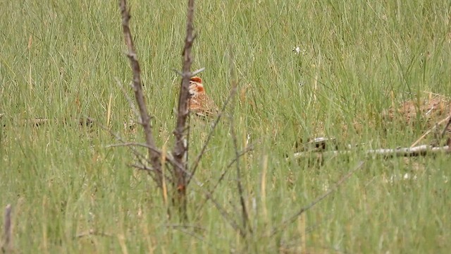 Calandria de Mongolia - ML620665824