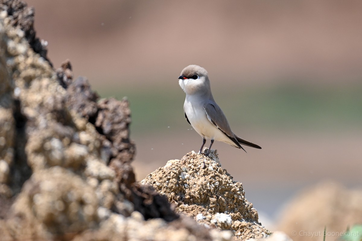 Small Pratincole - ML620665827