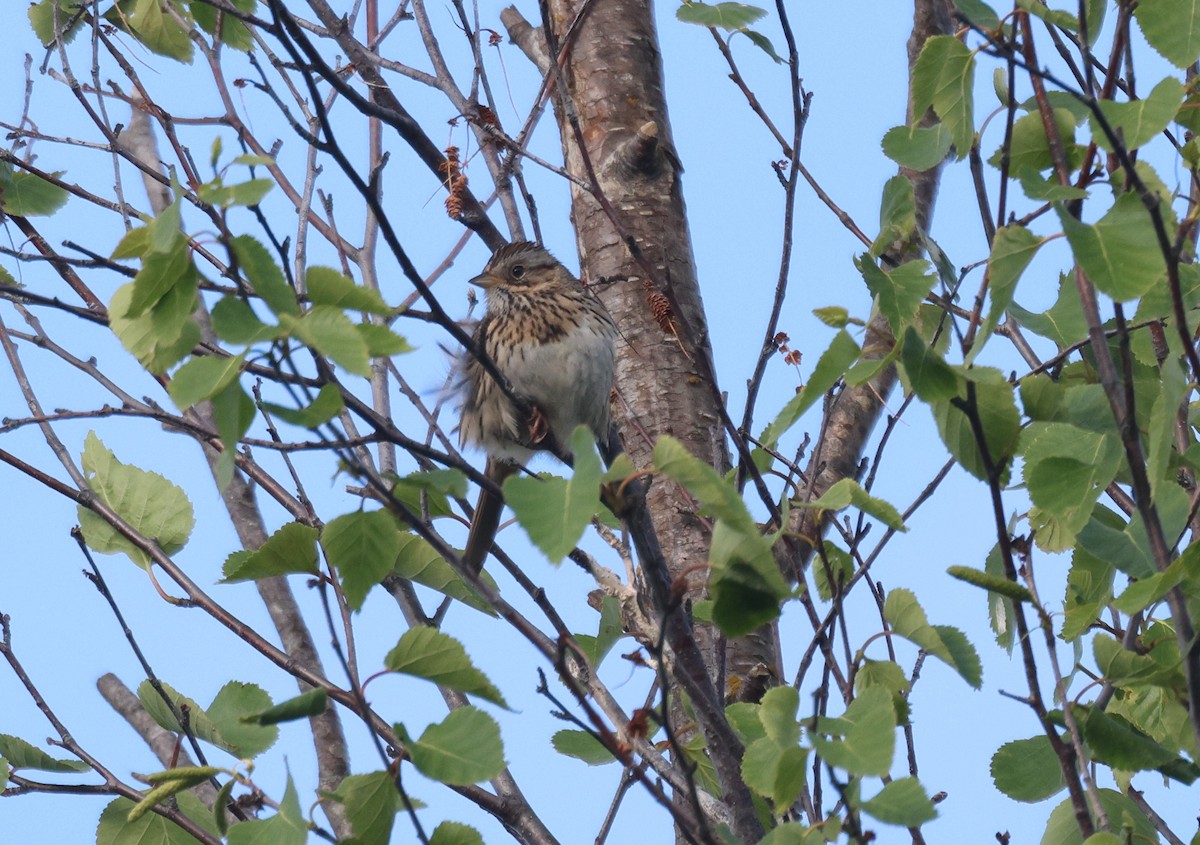 Lincoln's Sparrow - ML620665828