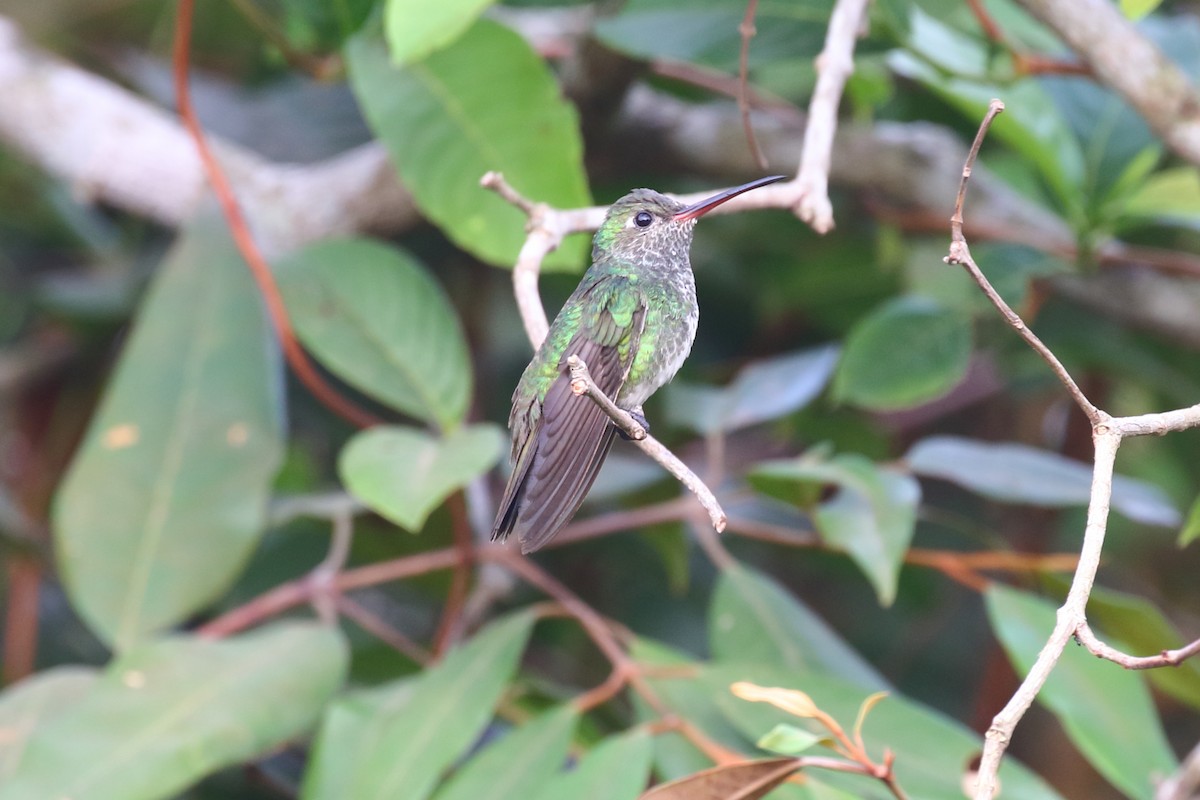 Glittering-throated Emerald - ML620665829