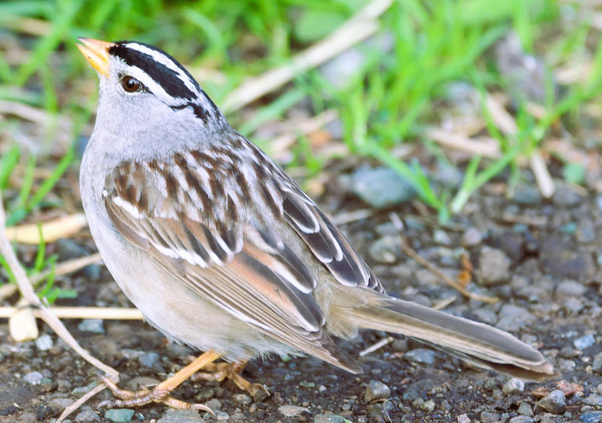 White-crowned Sparrow - ML620665833