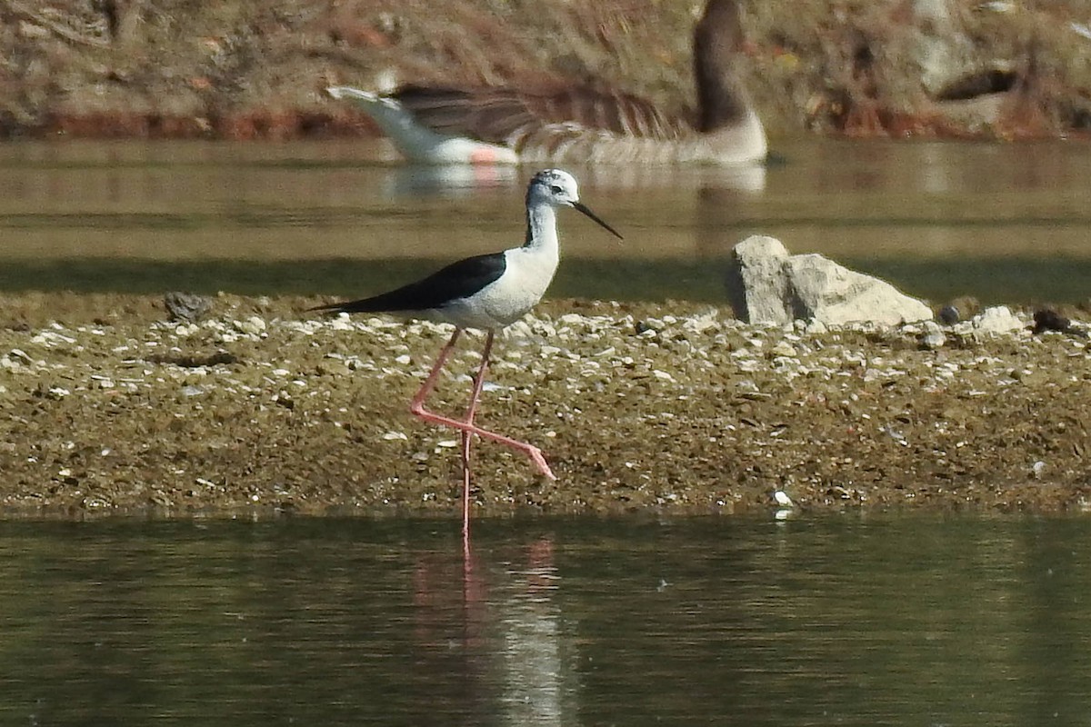 Black-winged Stilt - ML620665836