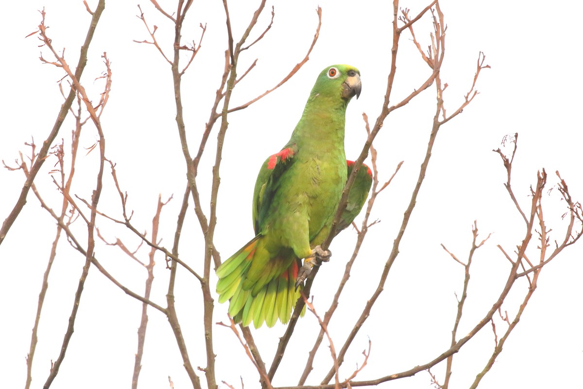 Yellow-crowned Parrot - ML620665837
