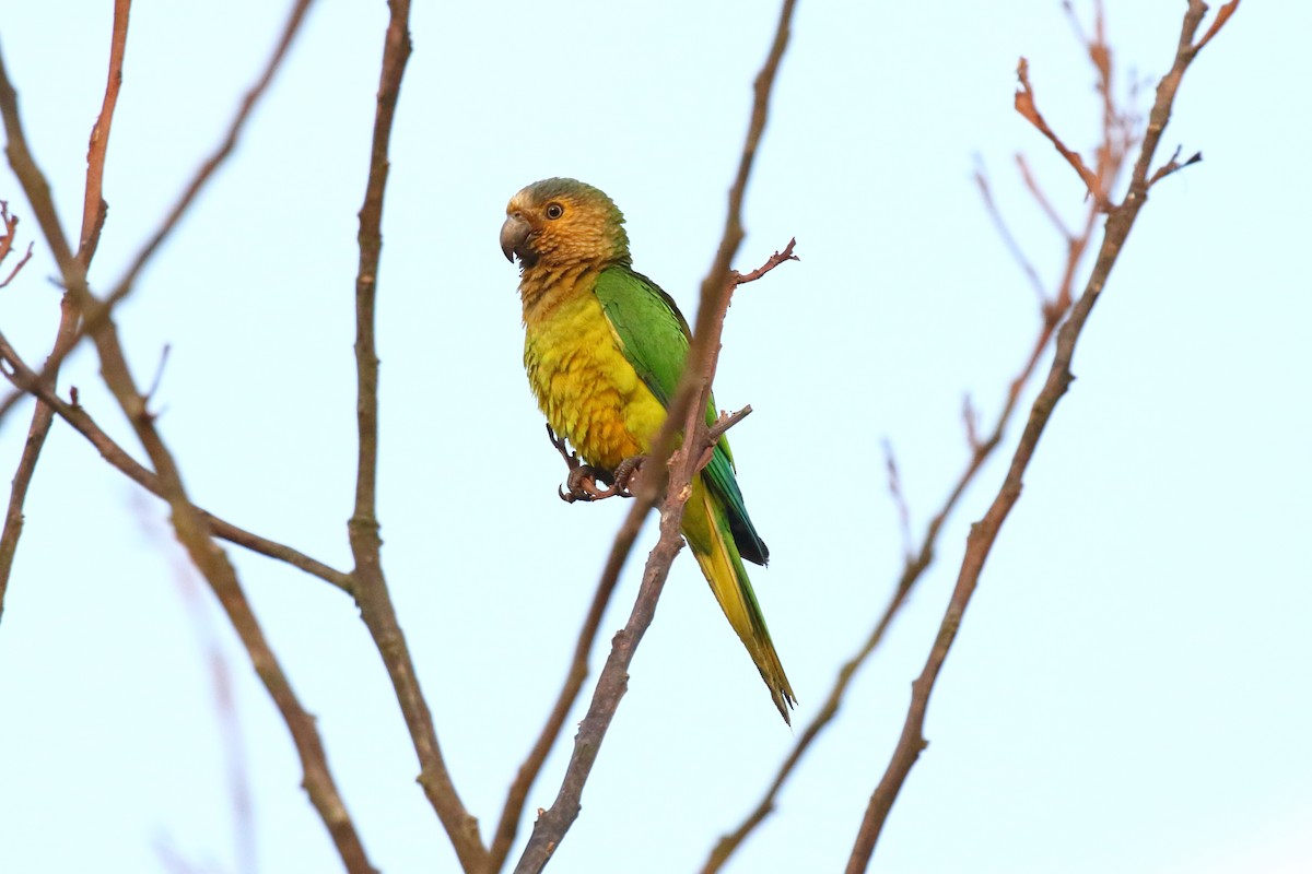 Brown-throated Parakeet - Josef Widmer