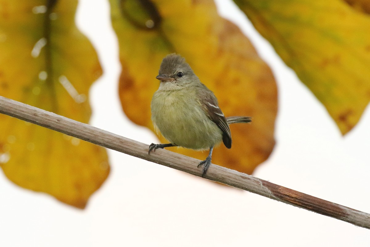 Southern Beardless-Tyrannulet - ML620665839