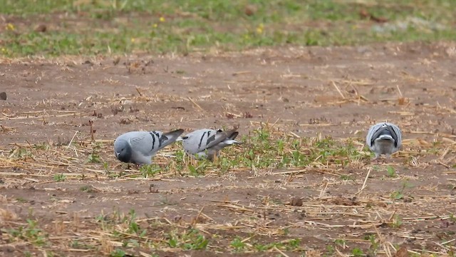 Hill Pigeon - ML620665840