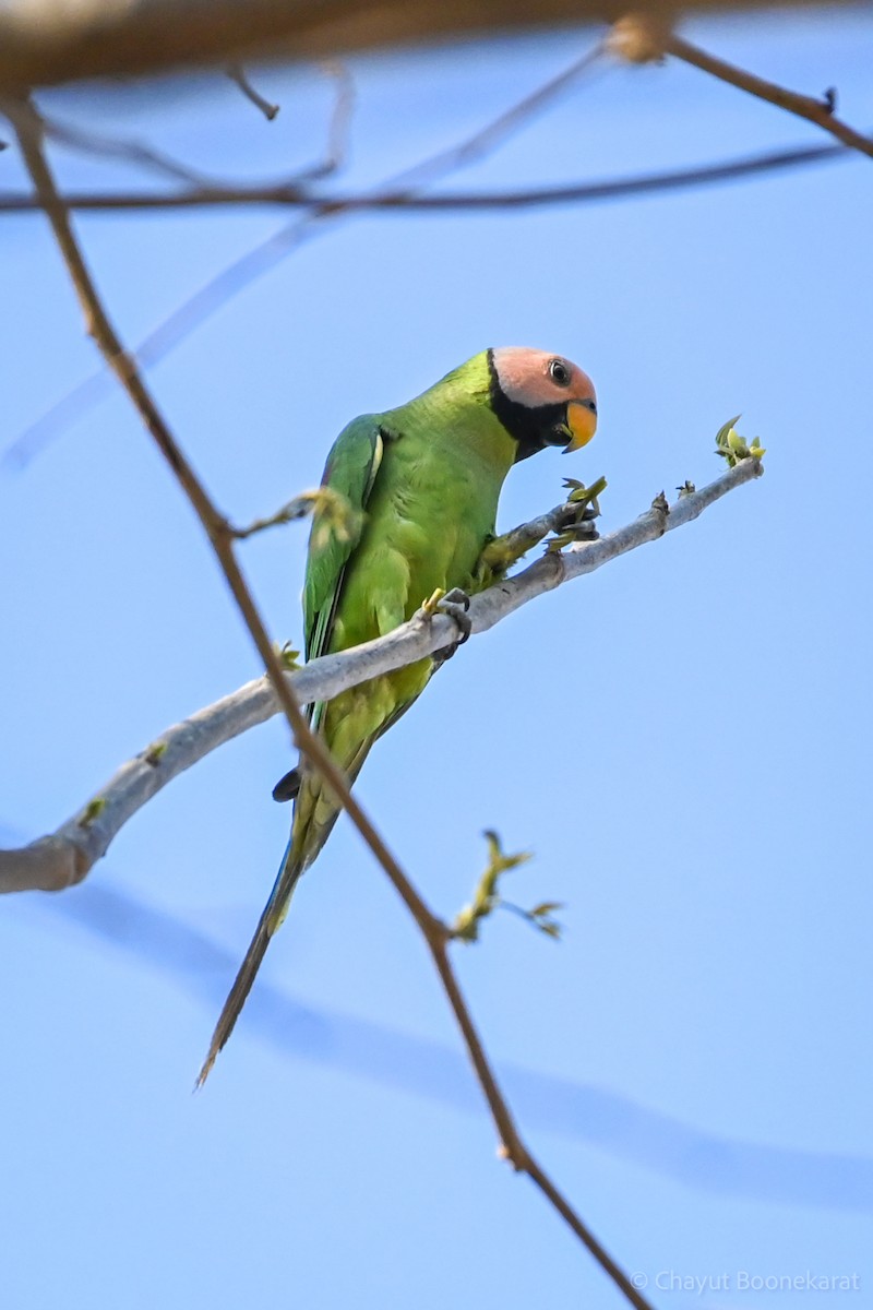 Blossom-headed Parakeet - ML620665841