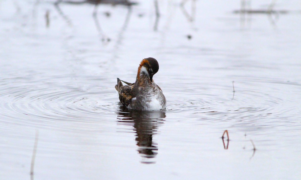 Red-necked Phalarope - ML620665846