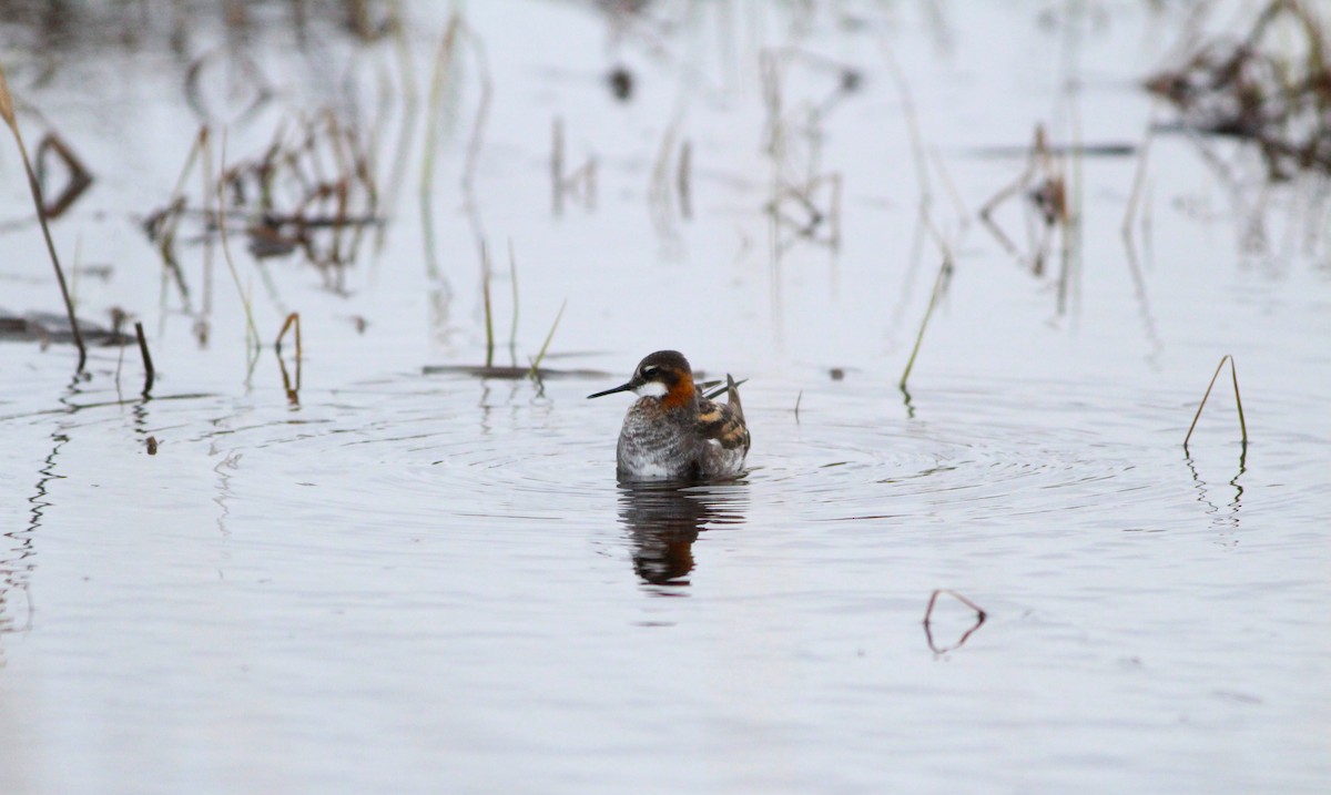 Red-necked Phalarope - ML620665848