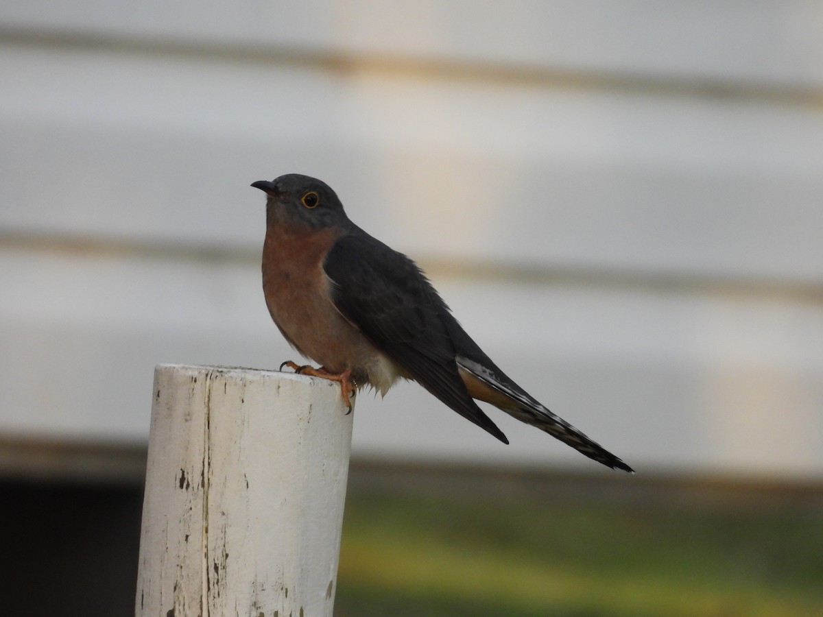 Fan-tailed Cuckoo - Chanith Wijeratne