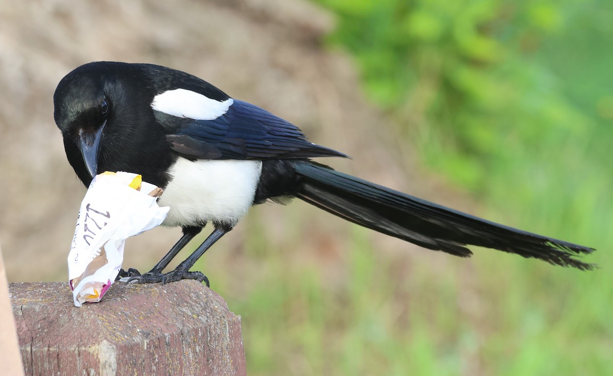 Black-billed Magpie - ML620665851