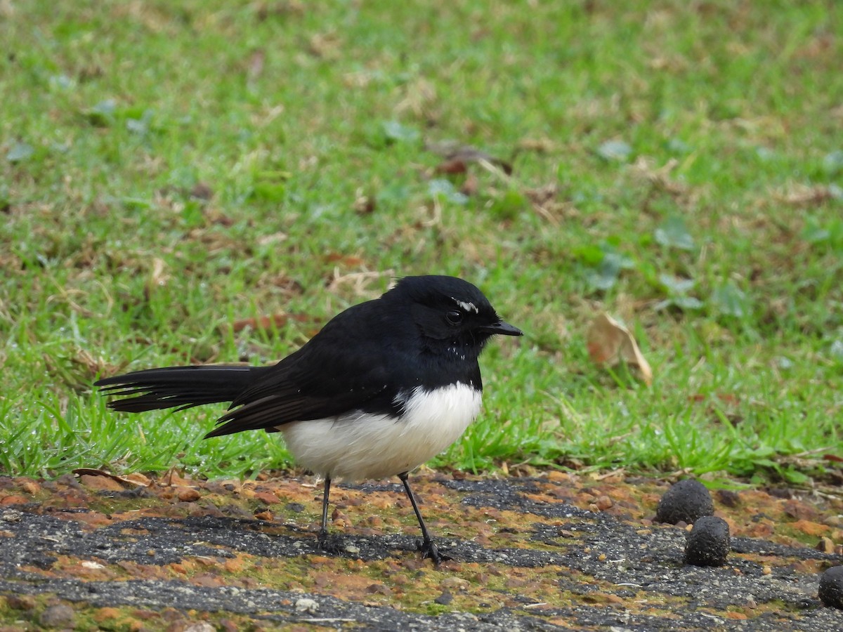 Willie-wagtail - ML620665852