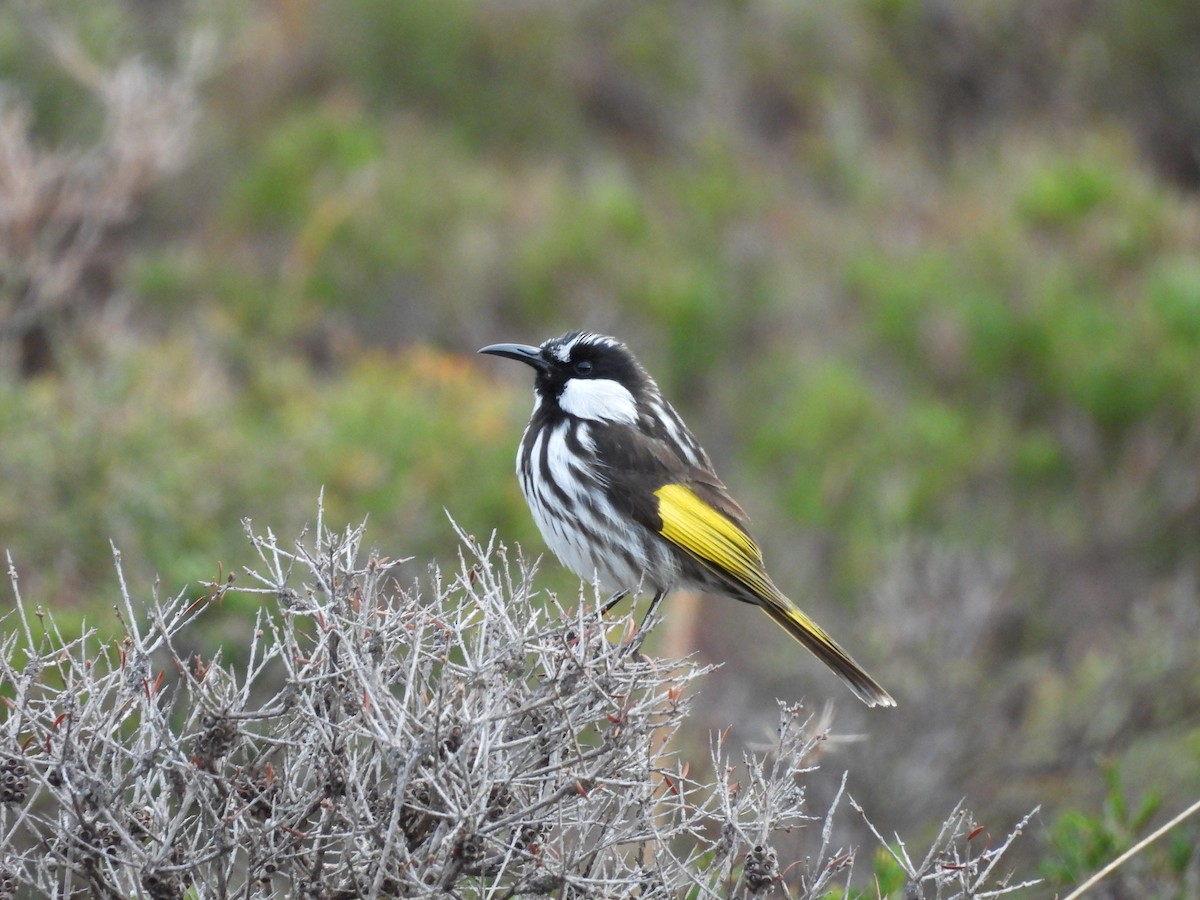 White-cheeked Honeyeater - ML620665853