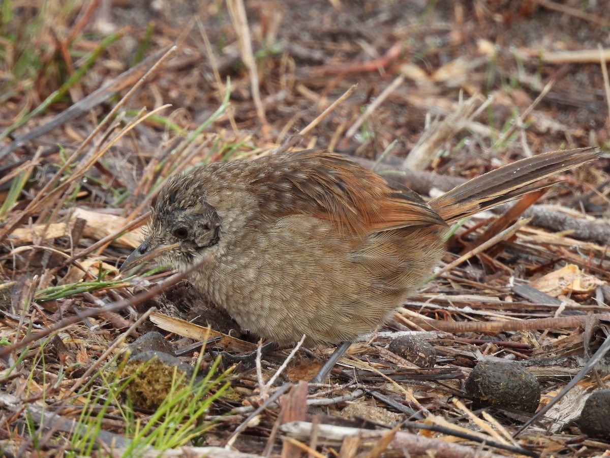 Tüpfelborstenvogel - ML620665856