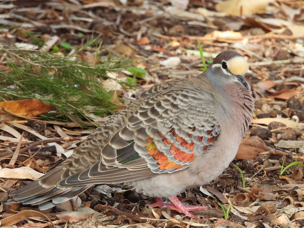 Common Bronzewing - Chanith Wijeratne