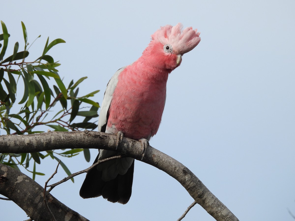 Cacatúa Galah - ML620665860