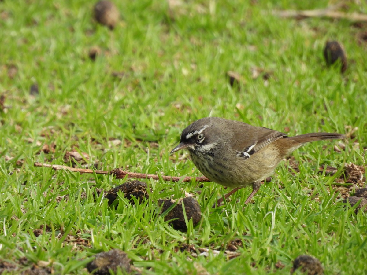 Spotted Scrubwren - ML620665861