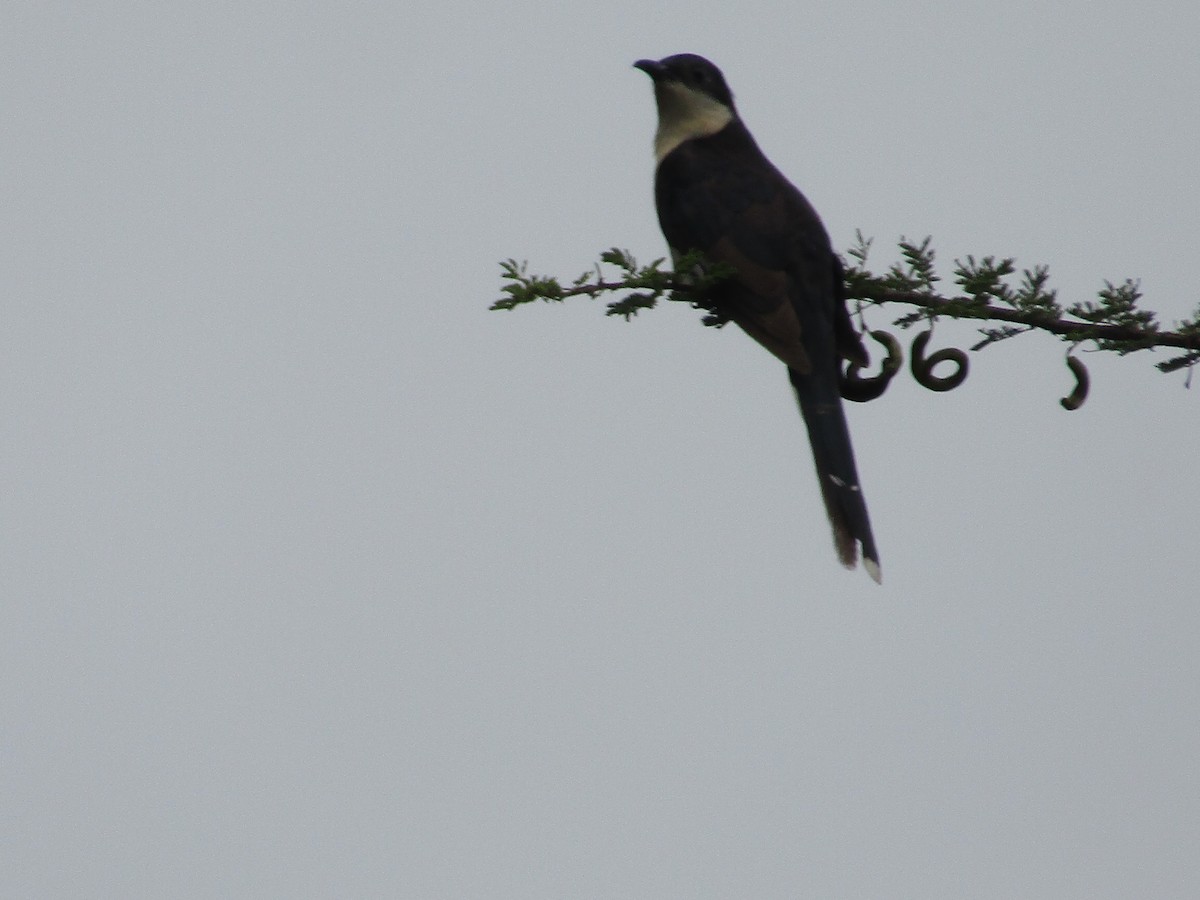 Pied Cuckoo - ML620665862