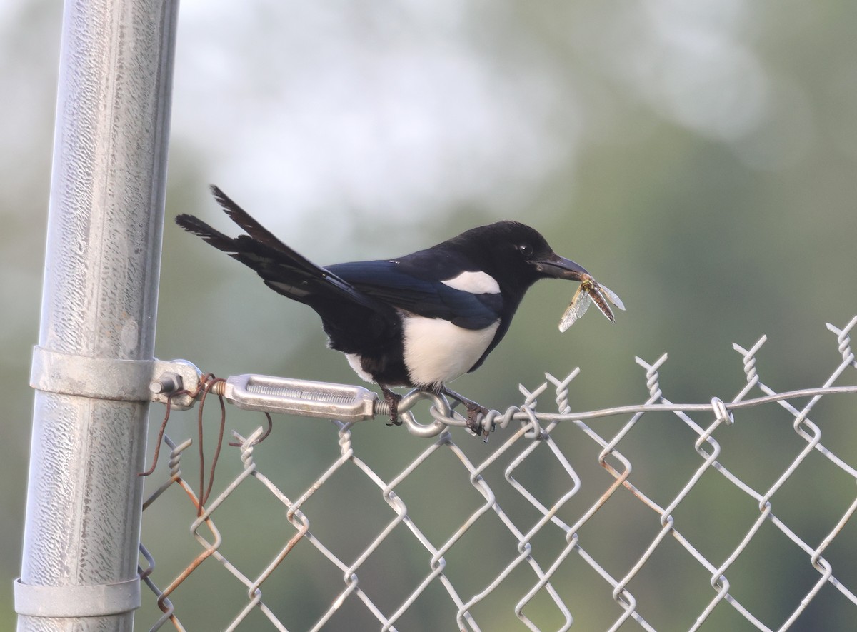 Black-billed Magpie - ML620665864