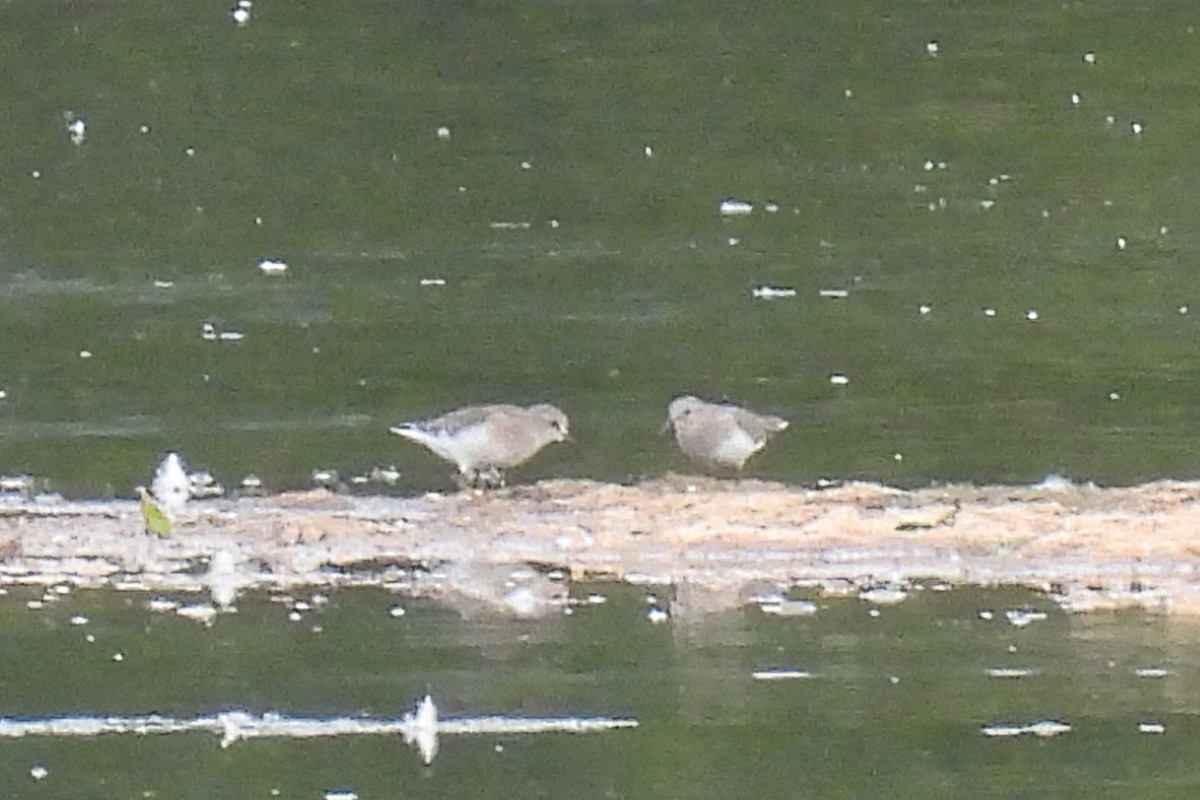 Temminck's Stint - ML620665865