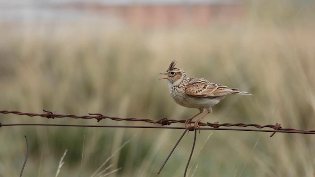 Oriental Skylark - ML620665868