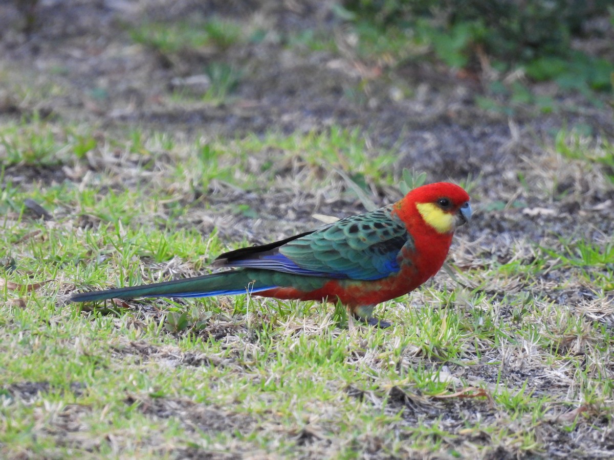 Western Rosella - Chanith Wijeratne