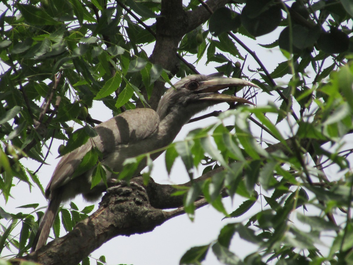 Indian Gray Hornbill - ML620665873