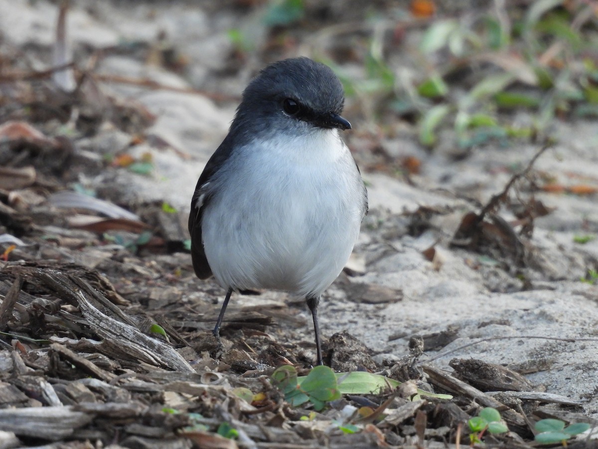 White-breasted Robin - ML620665876