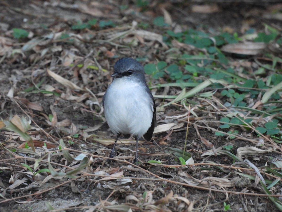 White-breasted Robin - ML620665877