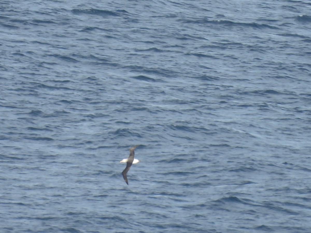 Black-browed Albatross - ML620665880