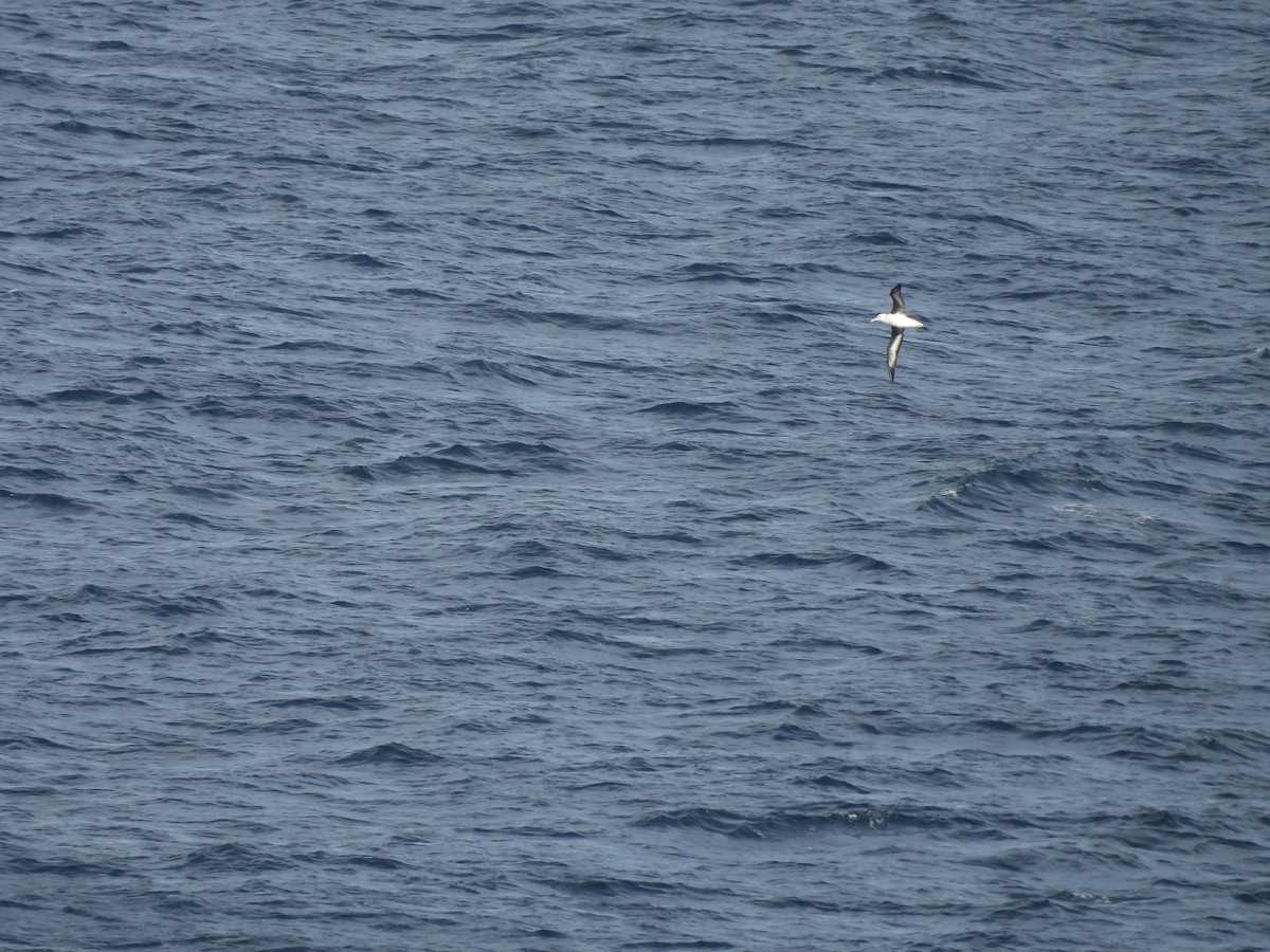 Black-browed Albatross - ML620665881