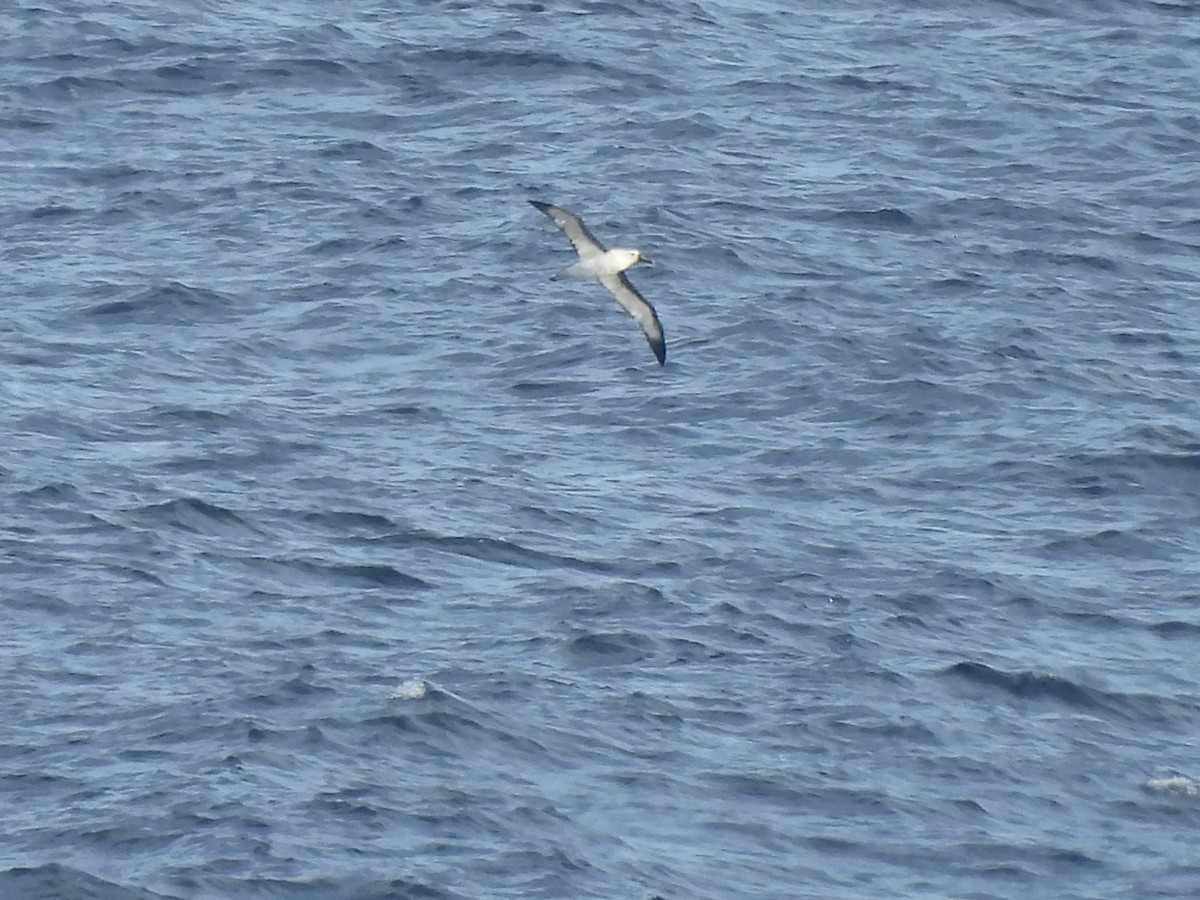 Indian Yellow-nosed Albatross - ML620665882