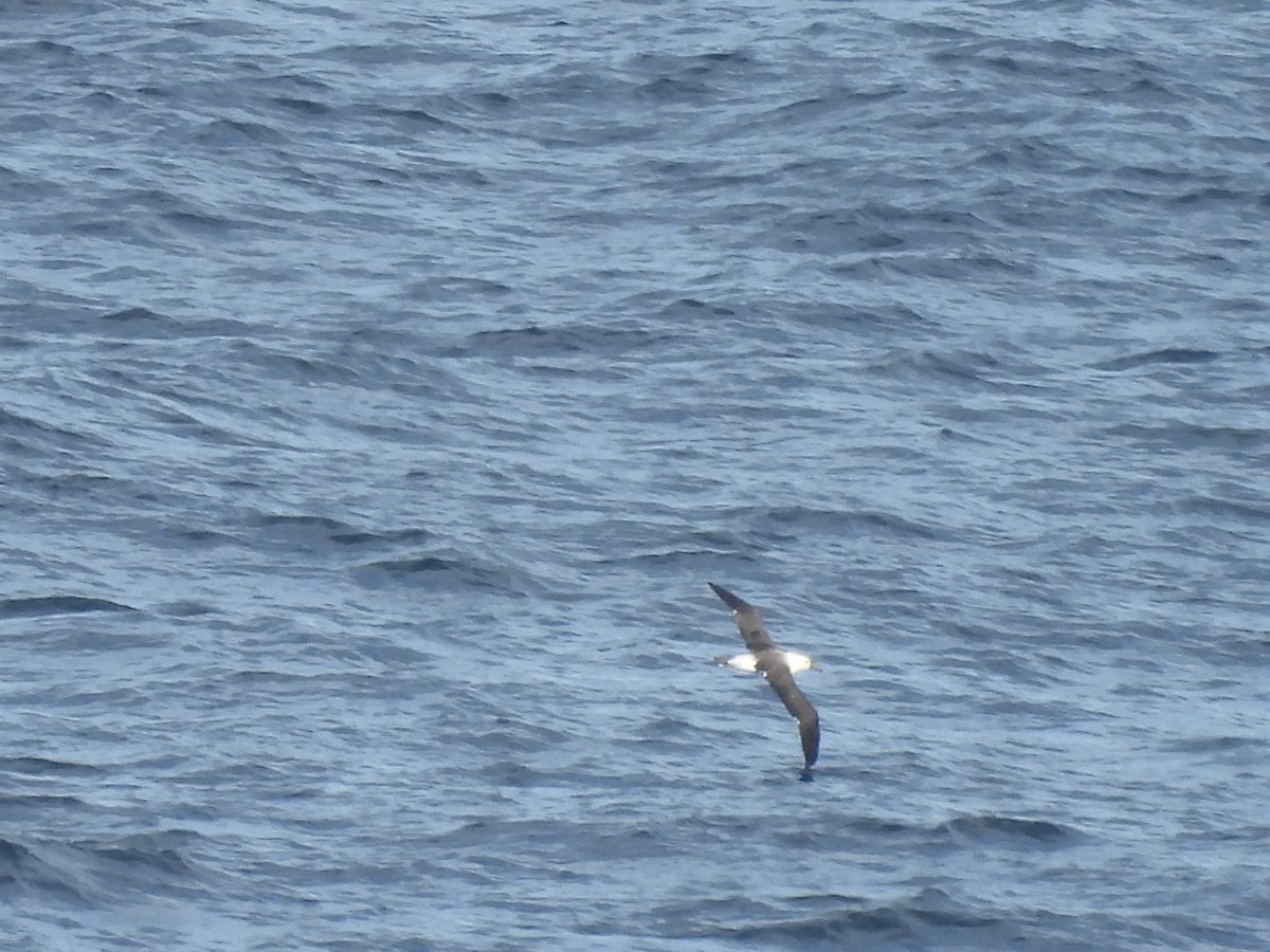 Indian Yellow-nosed Albatross - ML620665883