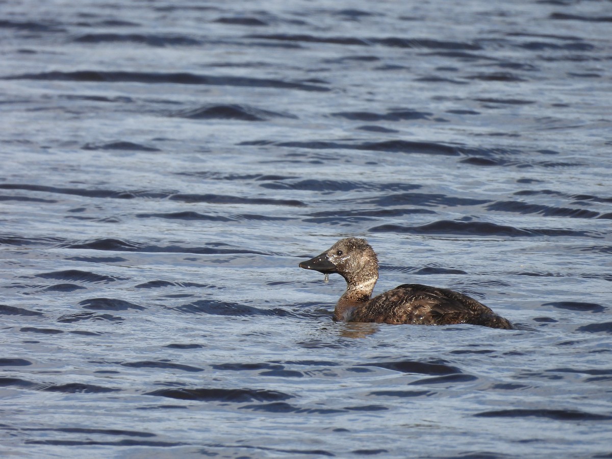 Musk Duck - ML620665887