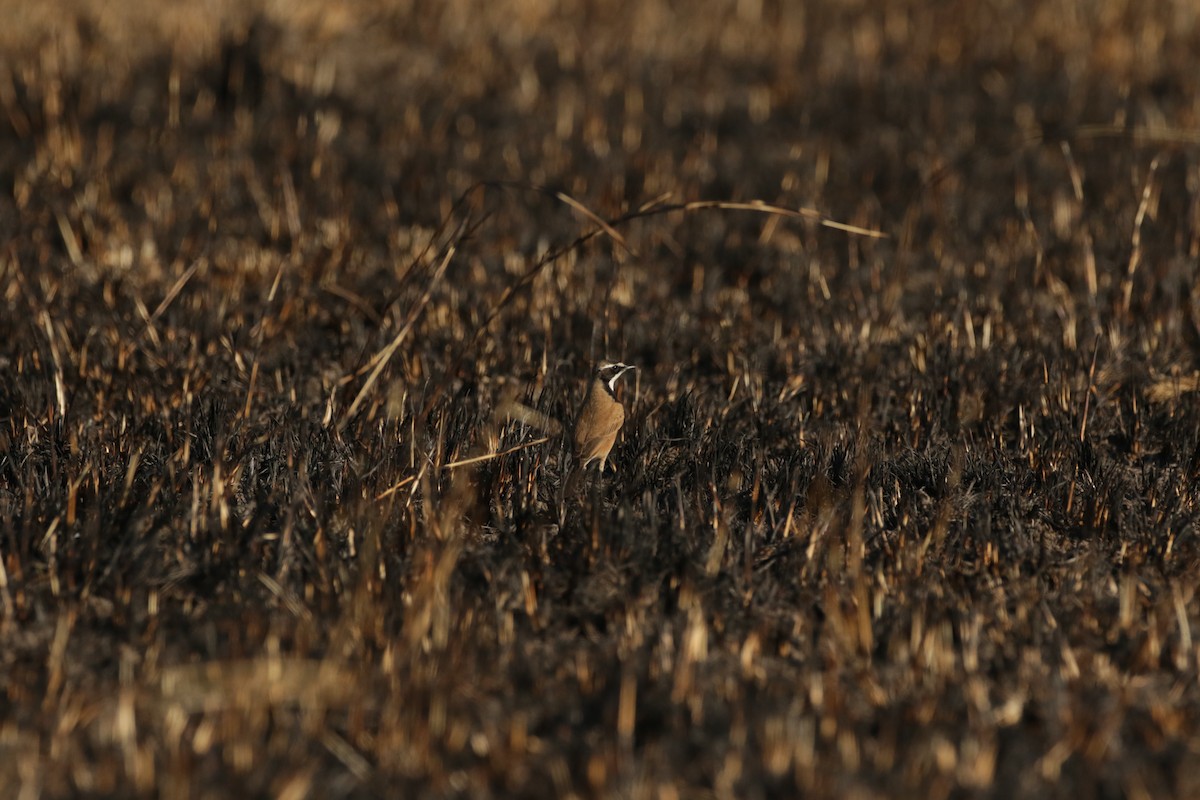 Capped Wheatear - ML620665890