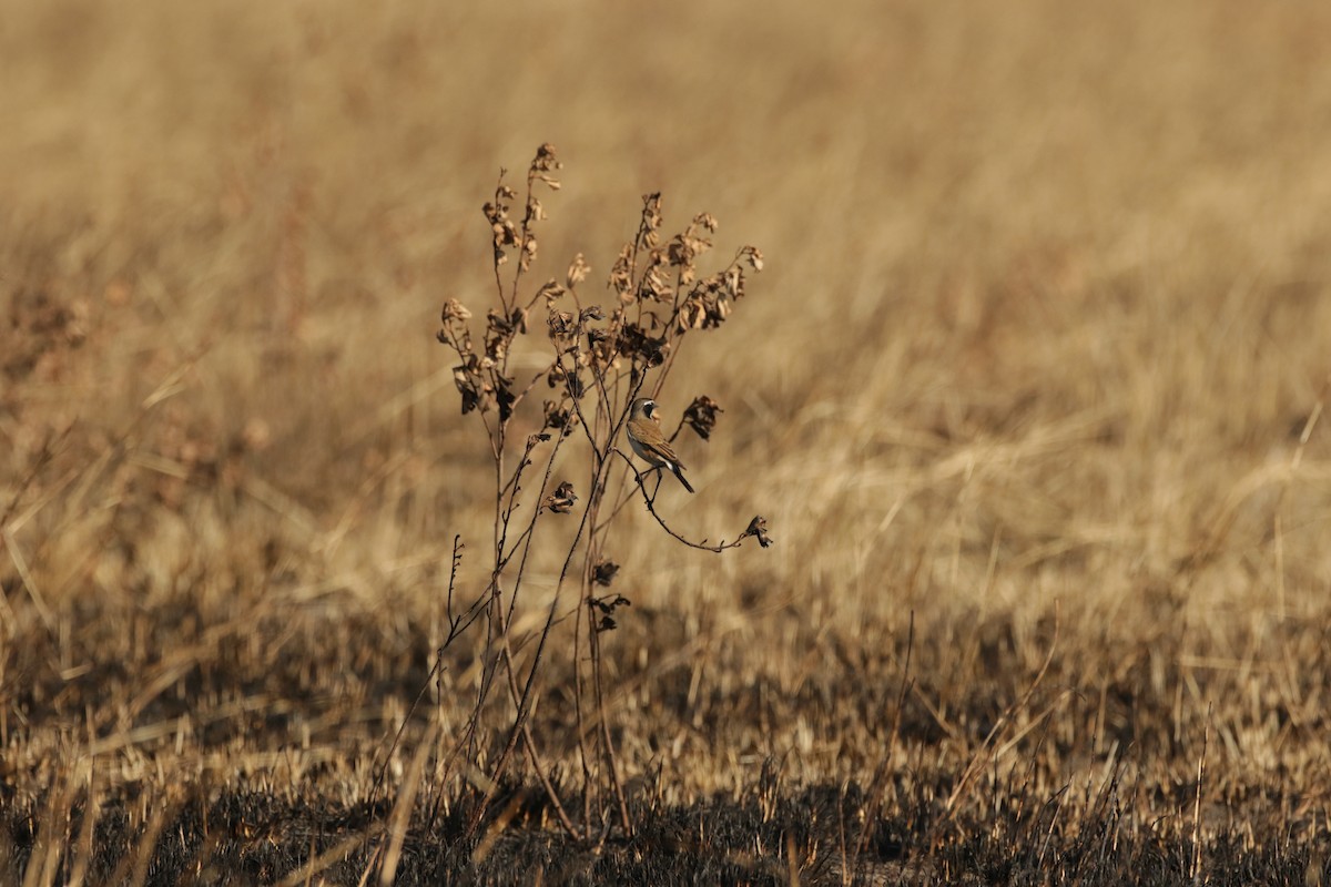 Capped Wheatear - ML620665893