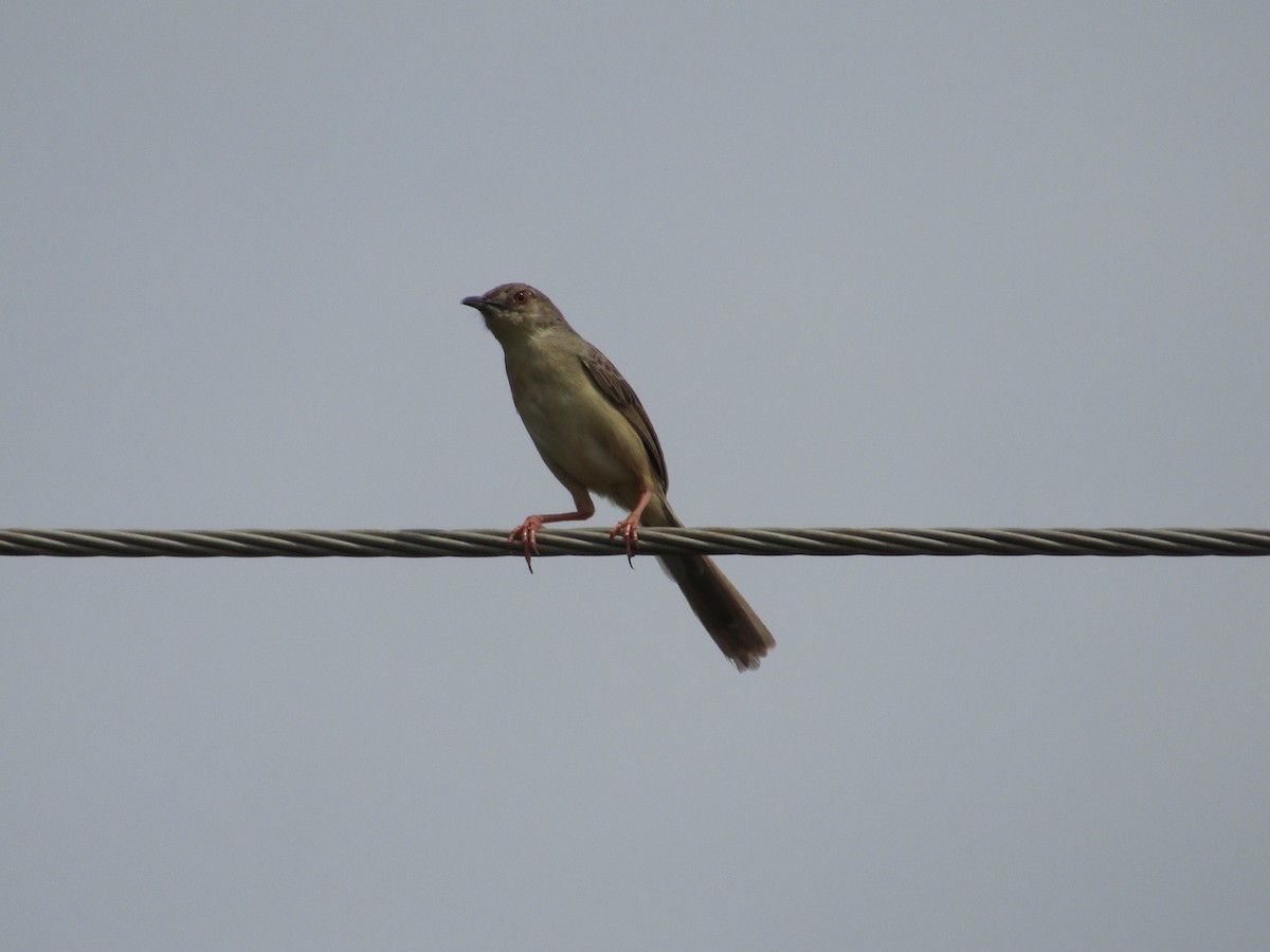 Prinia Selvática - ML620665894