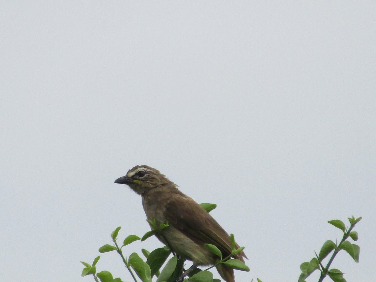 Bulbul à sourcils blancs - ML620665897