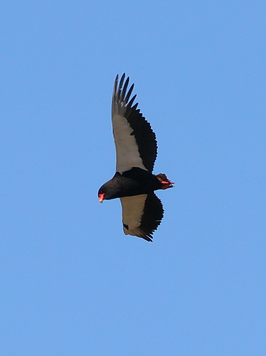 Águila Volatinera - ML620665898