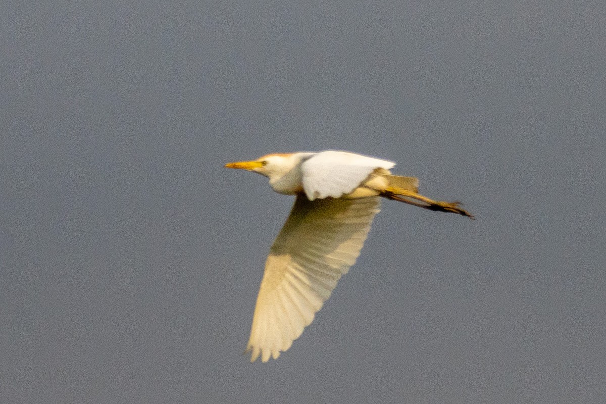 Western Cattle Egret - ML620665902