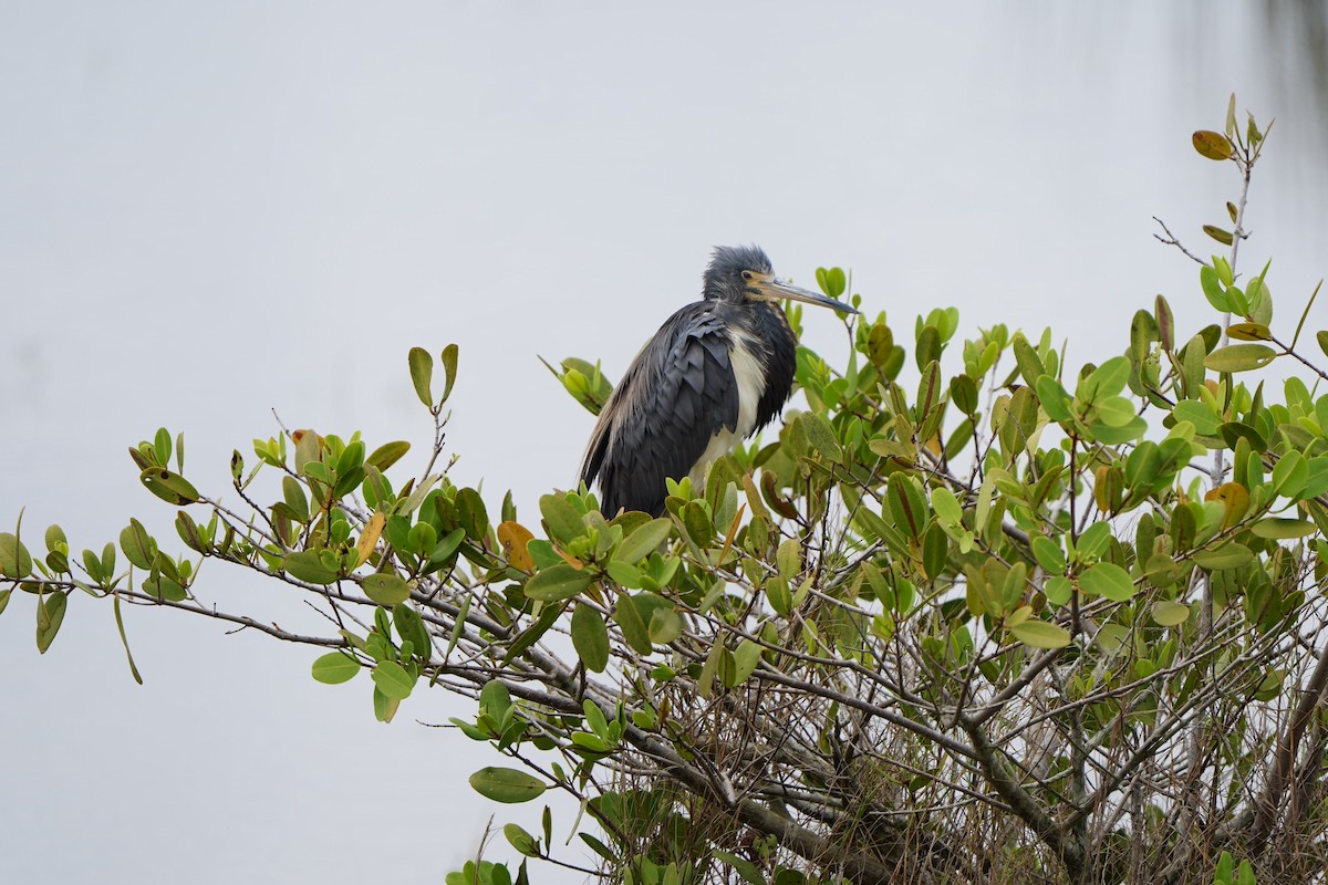 Tricolored Heron - ML620665904