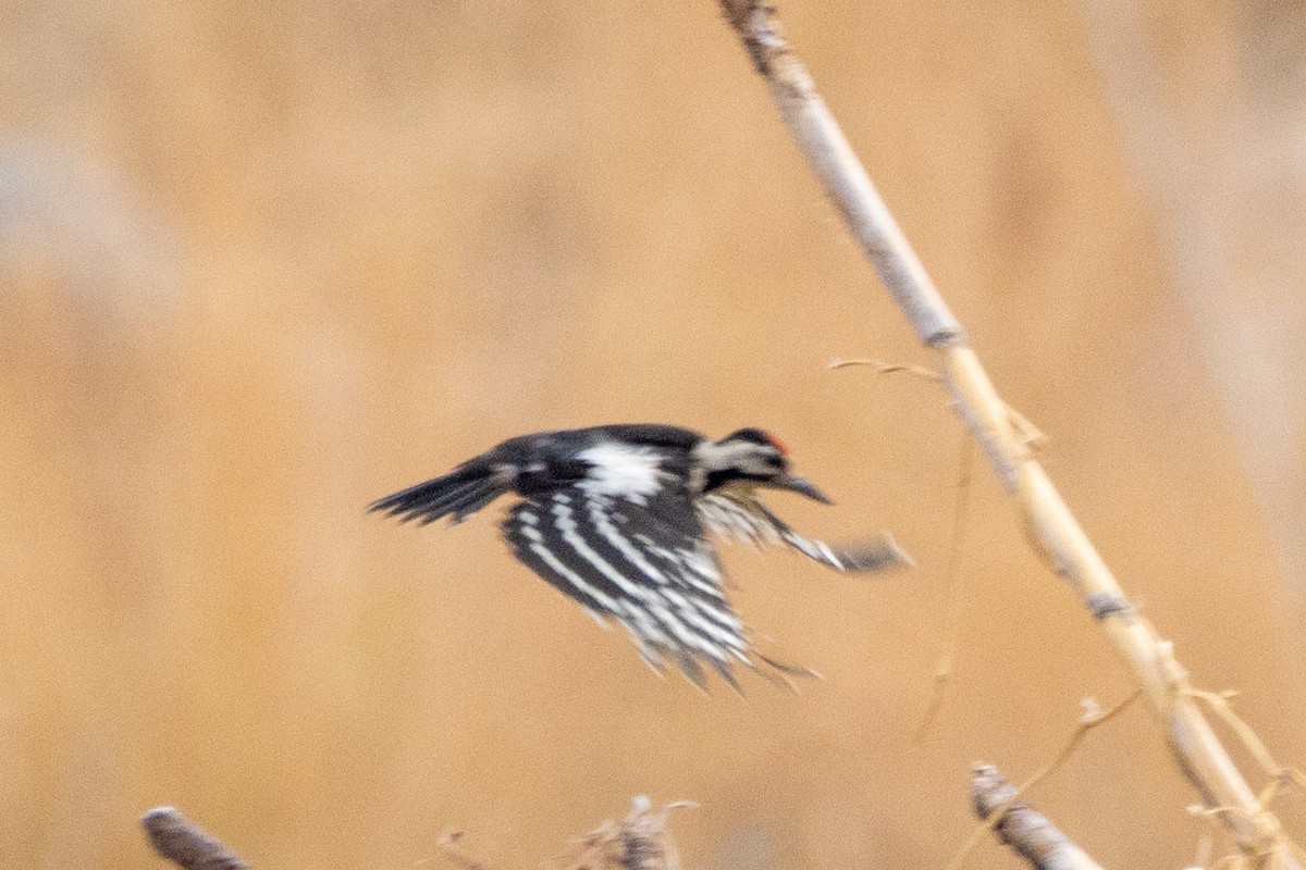 Syrian Woodpecker - ML620665905