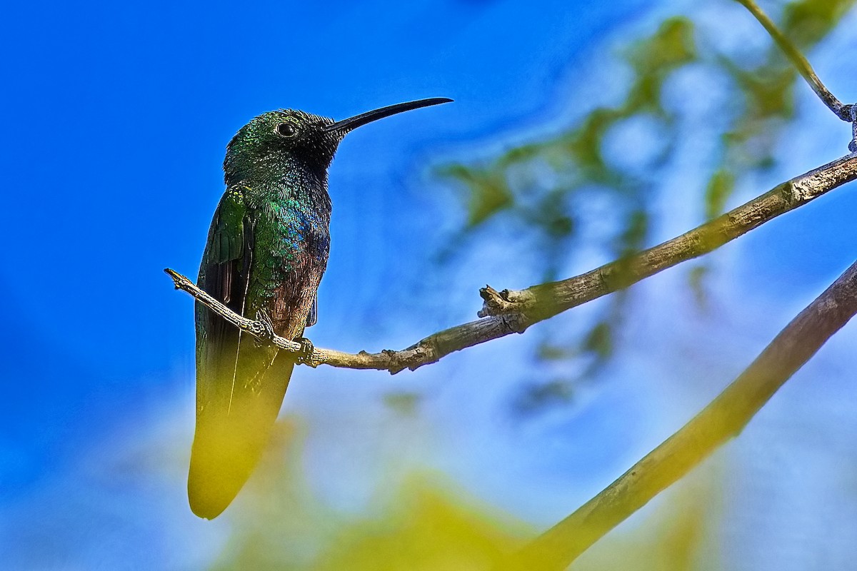 kolibřík lesklý - ML620665906