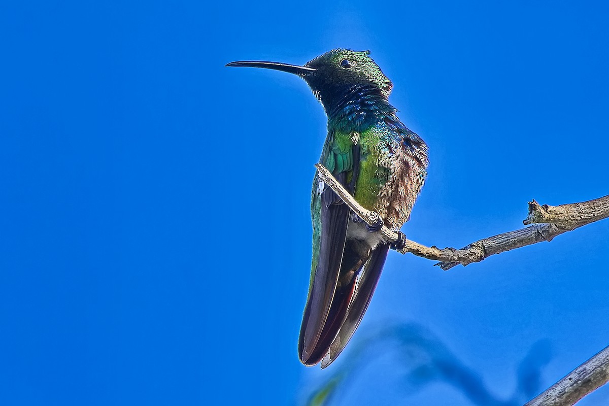 Green-breasted Mango - ML620665907