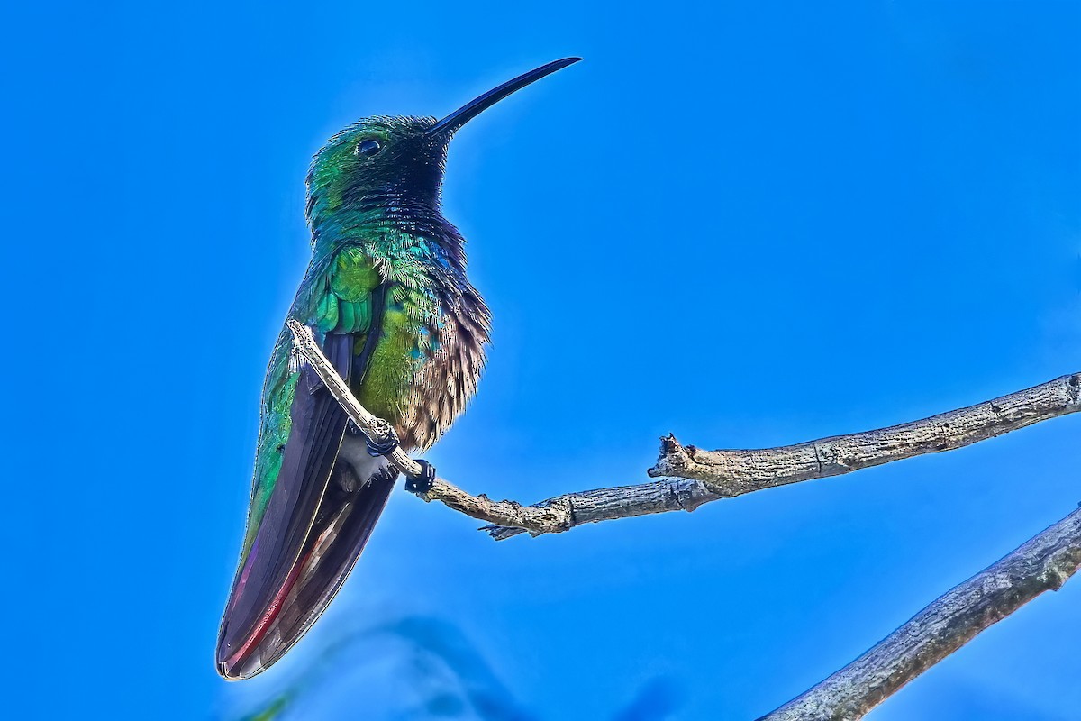 Green-breasted Mango - ML620665908