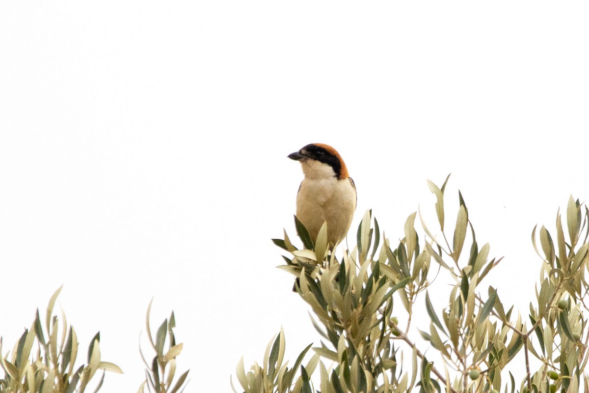 Woodchat Shrike - ML620665909