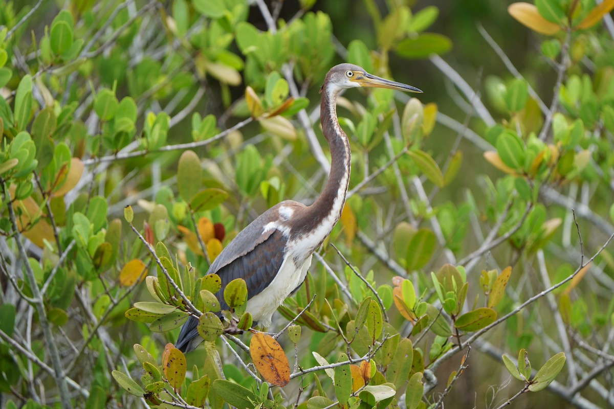 Tricolored Heron - ML620665910