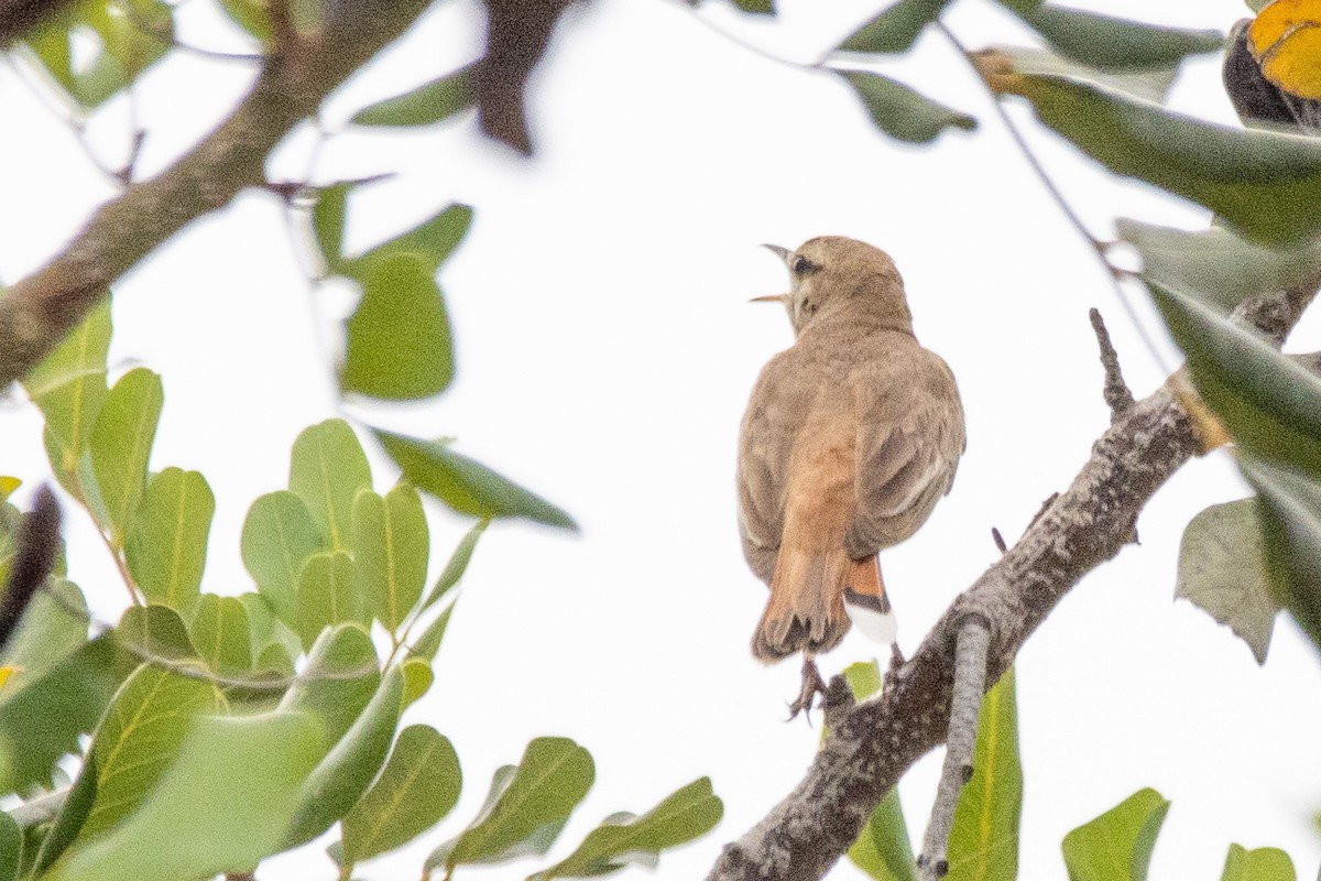 Rufous-tailed Scrub-Robin - ML620665911