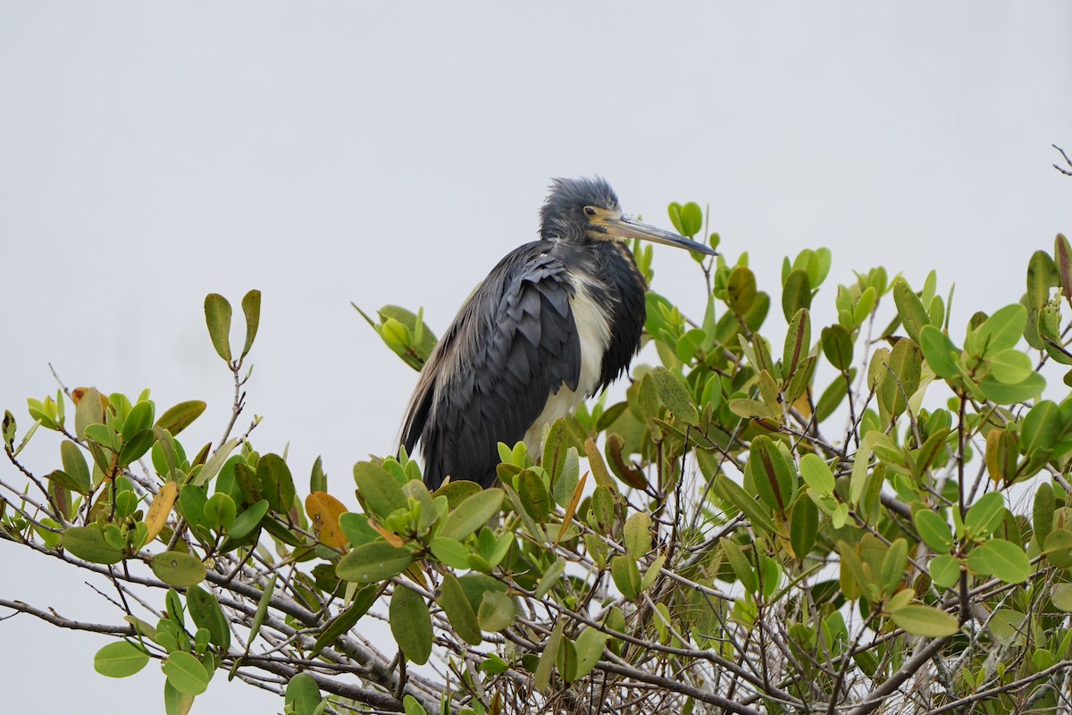 Tricolored Heron - ML620665912