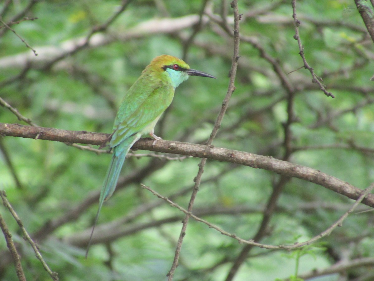 Asian Green Bee-eater - ML620665914